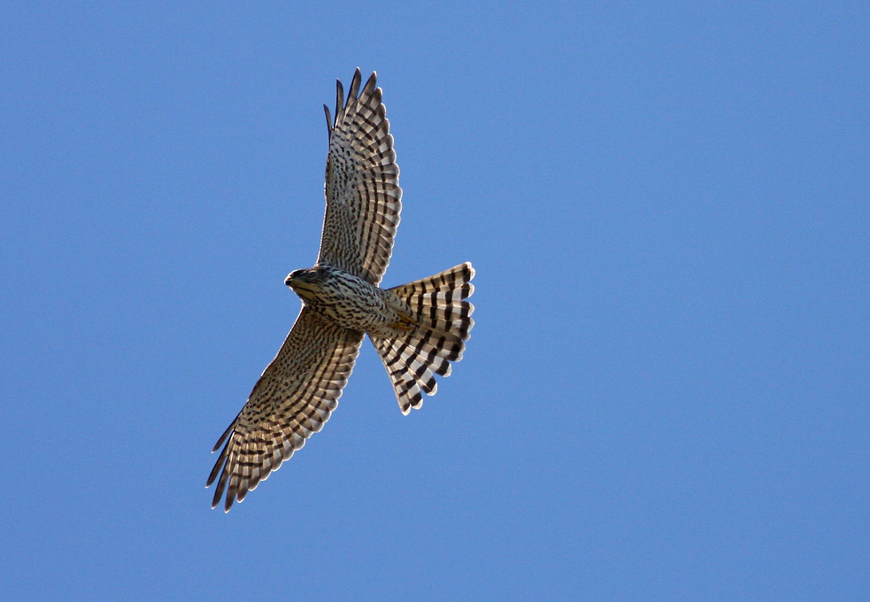 Beobachtung der Herbstmigration der Vögel an der Schwarzenmeerküste 